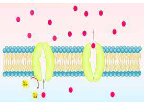 النقل النشط النقل النشط